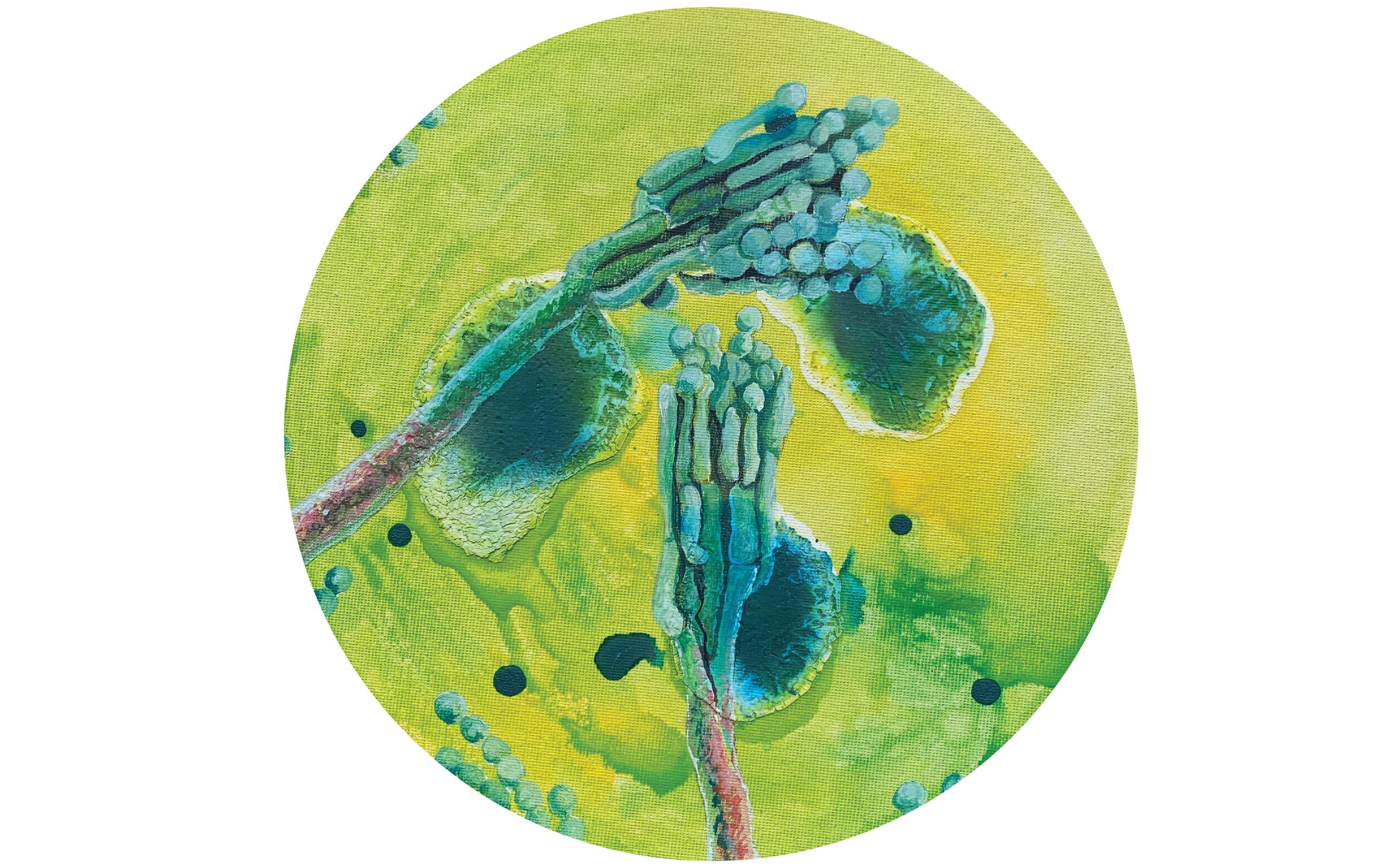PENICILLIN CAMEMBERTI, dia 20 cm, gvaš in jedilni pigmenti na platno, 2019